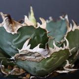 【八八工廠】アガベ 白鯨 EC961