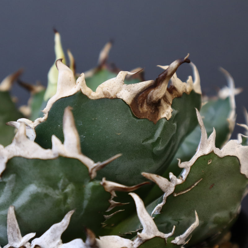 【八八工廠】アガベ 白鯨 EC961