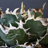 【八八工廠】アガベ 白鯨 EC961