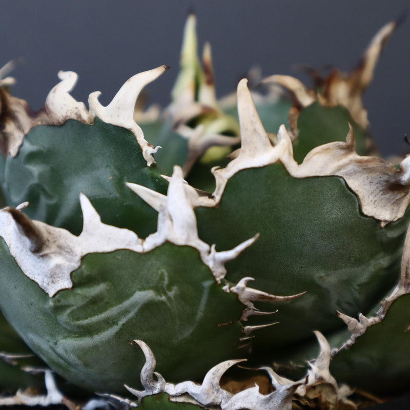 【八八工廠】アガベ 白鯨 EC961