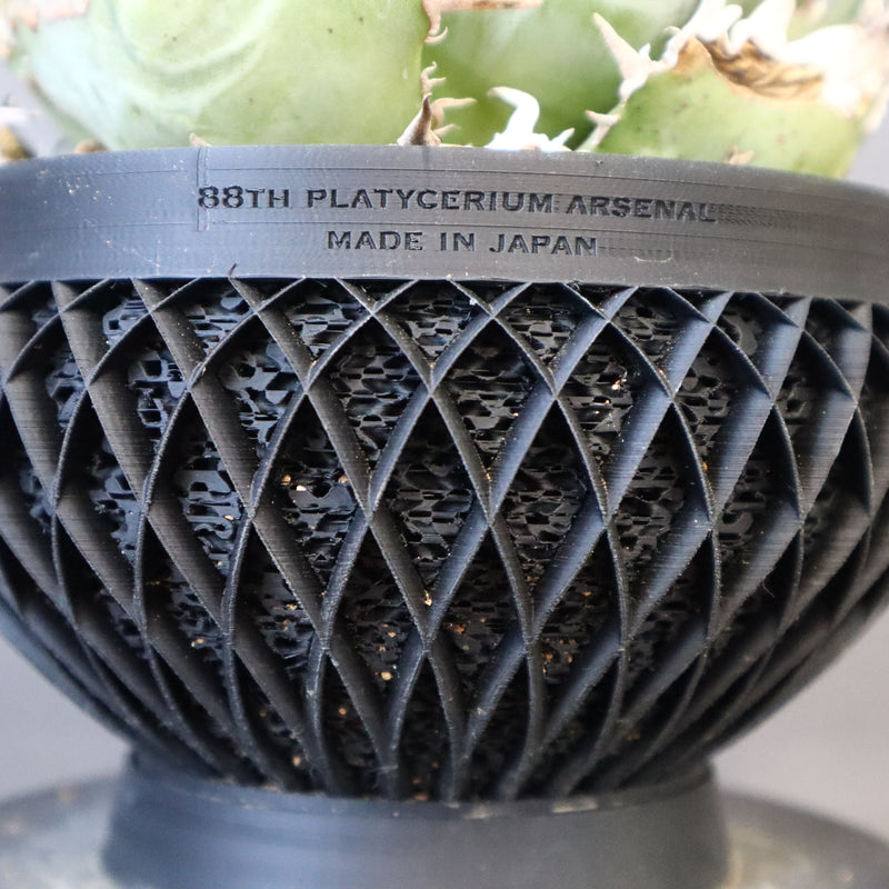 【八八工廠】アガベ 白鯨 EC961