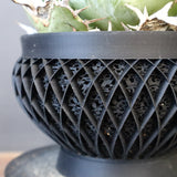 【八八工廠】アガベ 白鯨 EC961