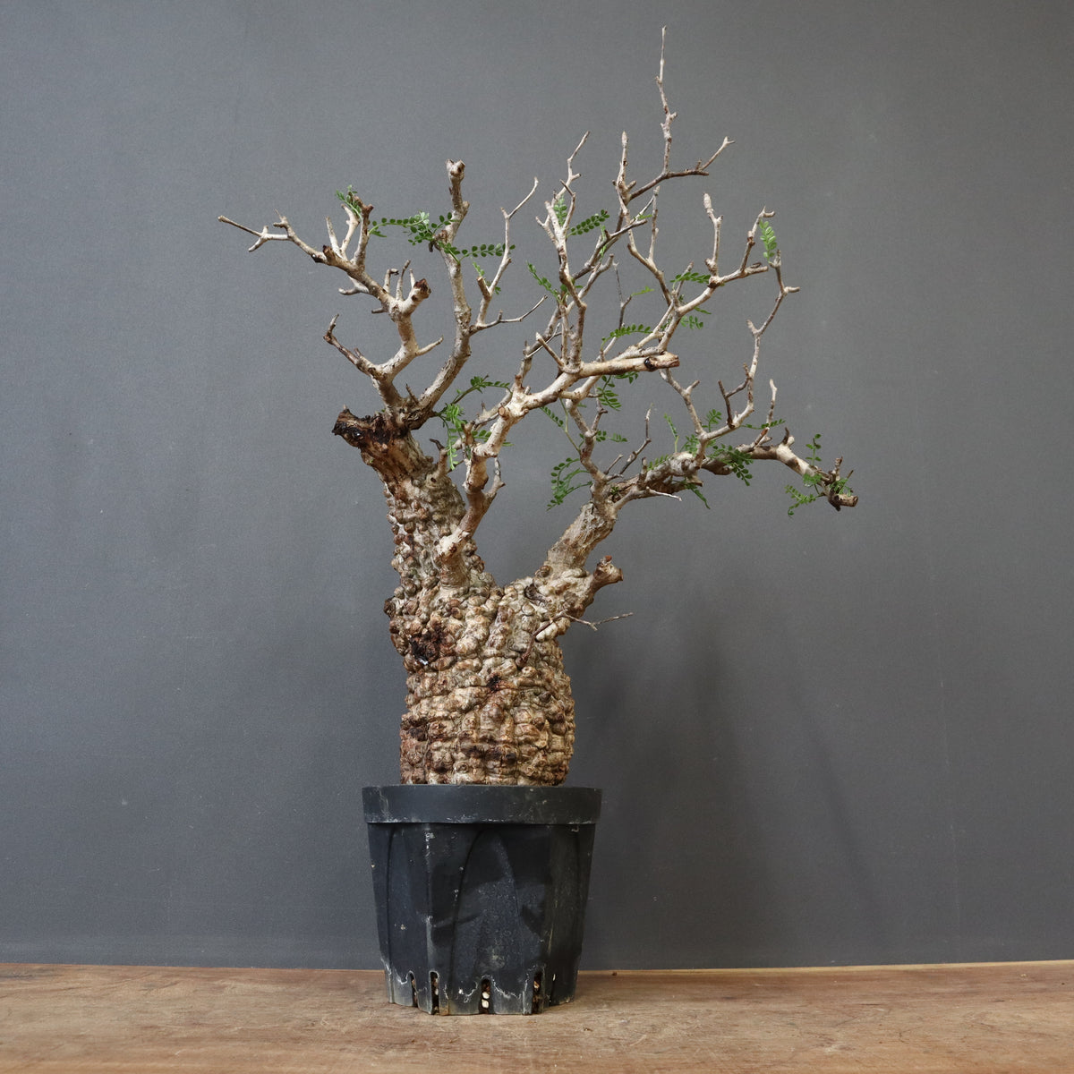 オペルクリカリア・パキプス – TaiShoDo ONLINE SHOP