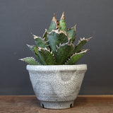 アガベ  紅猫（レッドキャット）EC965