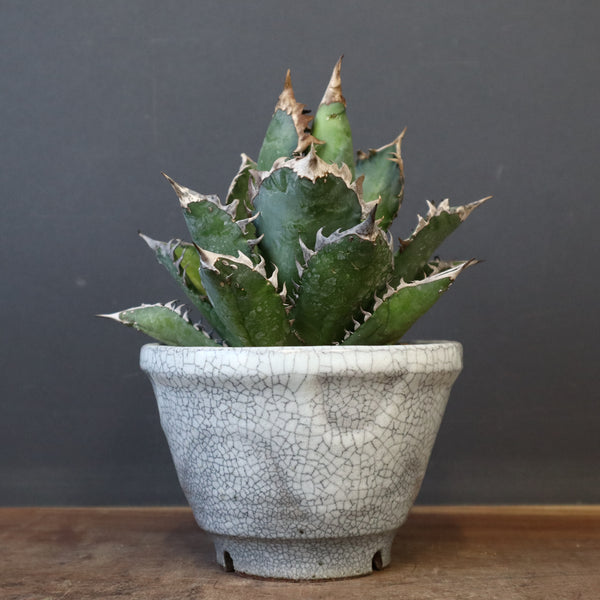 アガベ  紅猫（レッドキャット）EC965