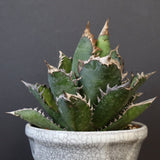 アガベ  紅猫（レッドキャット）EC965