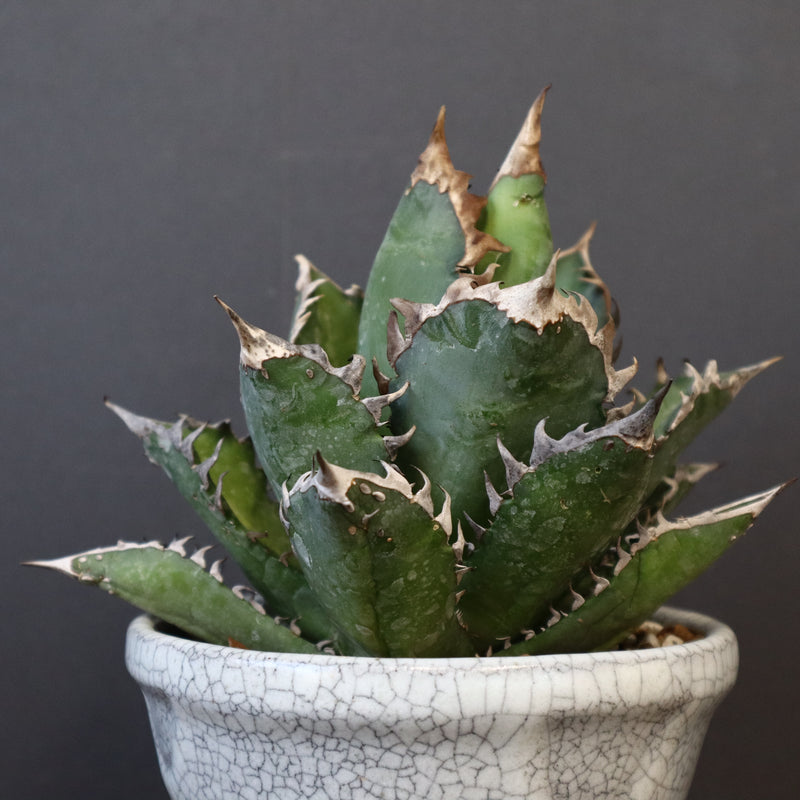 アガベ  紅猫（レッドキャット）EC965