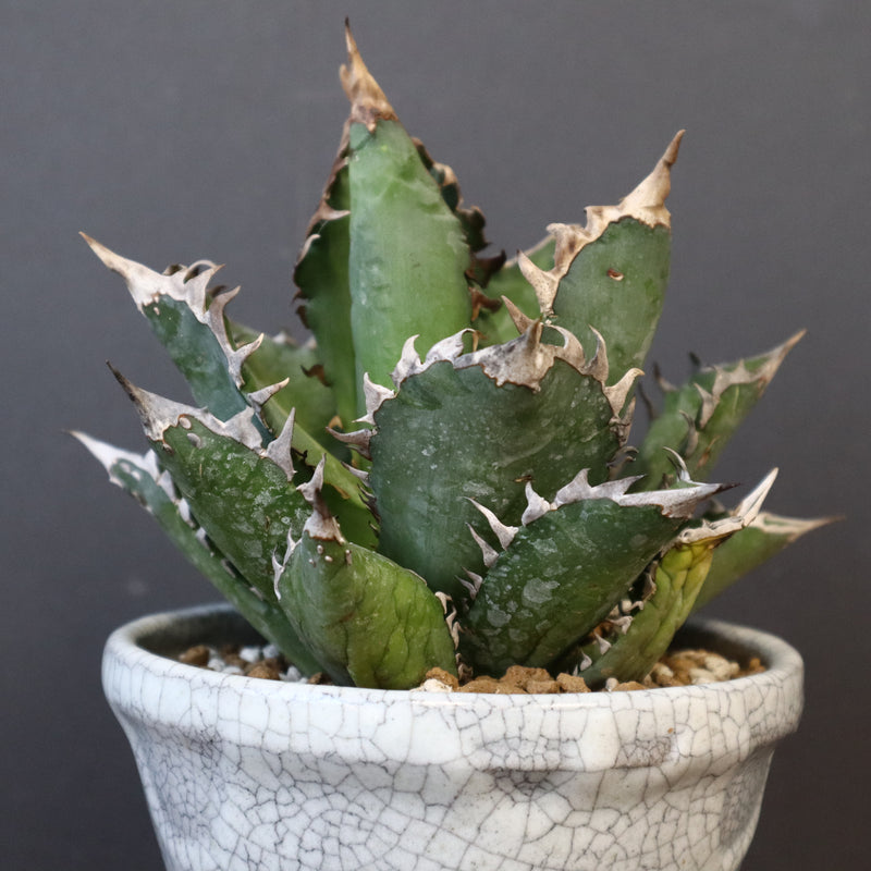 アガベ  紅猫（レッドキャット）EC965