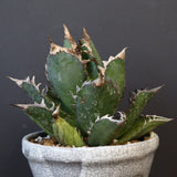 アガベ  紅猫（レッドキャット）EC965