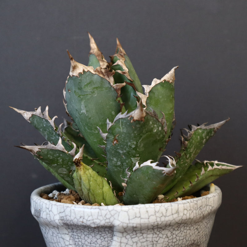 アガベ  紅猫（レッドキャット）EC965