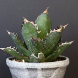 アガベ  紅猫（レッドキャット）EC965