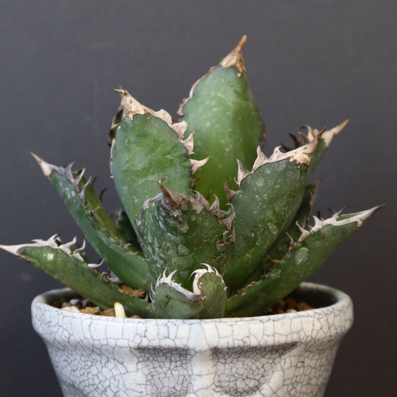 アガベ  紅猫（レッドキャット）EC965