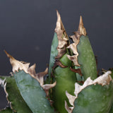 アガベ  紅猫（レッドキャット）EC965