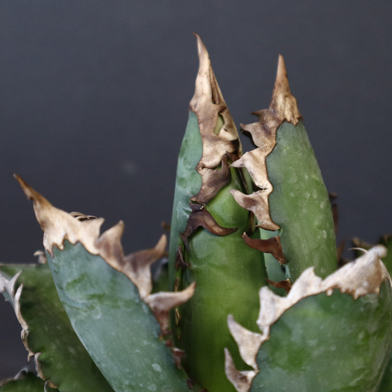 アガベ  紅猫（レッドキャット）EC965