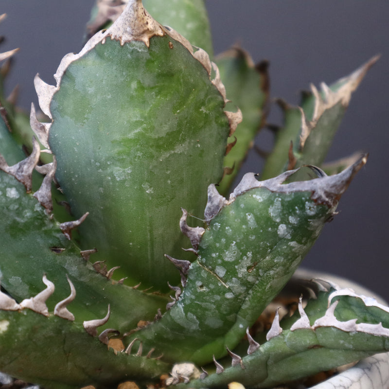 アガベ  紅猫（レッドキャット）EC965