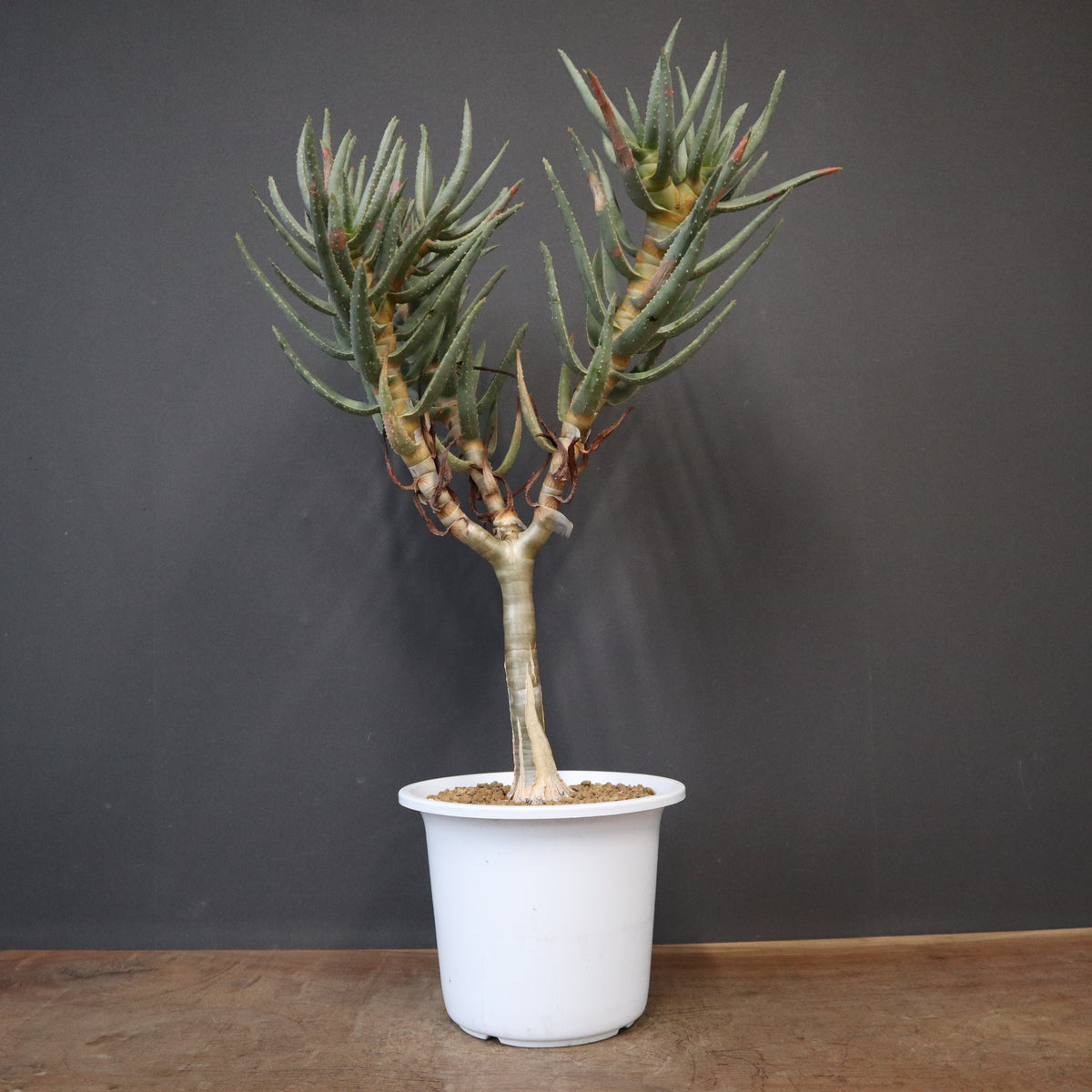 観葉植物 – 3ページ目 – TaiShoDo ONLINE SHOP