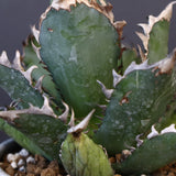 アガベ  紅猫（レッドキャット）EC965