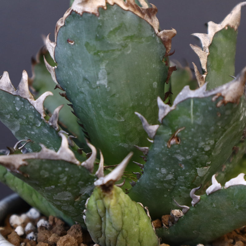 アガベ  紅猫（レッドキャット）EC965