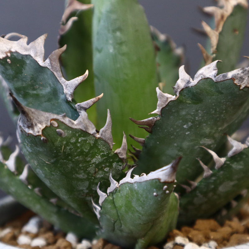 アガベ  紅猫（レッドキャット）EC965