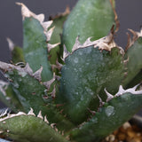 アガベ  紅猫（レッドキャット）EC965