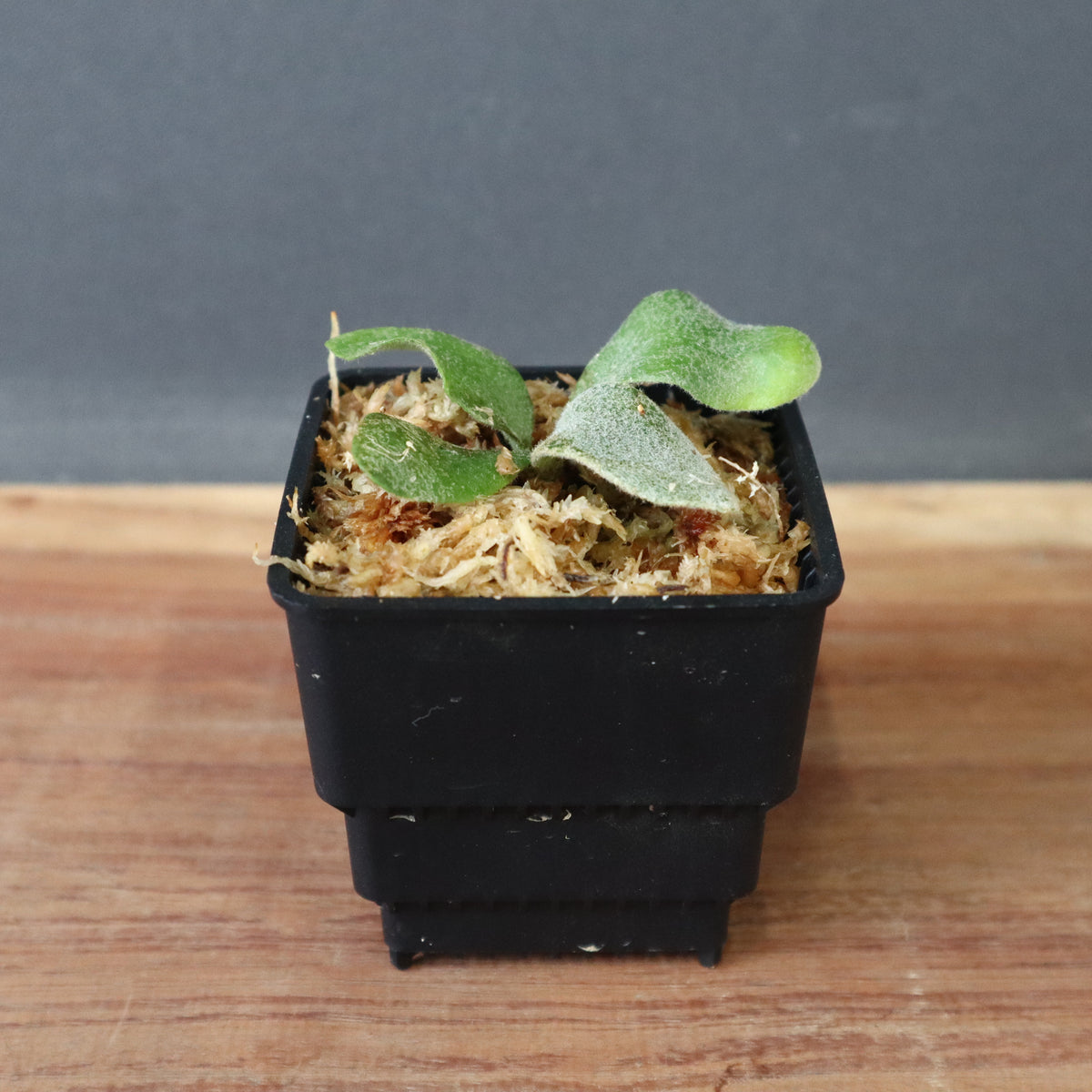 Bacteria ビカクシダ 大サイズ ビカクシダ P.willinckii 'Bacteria' spore - メルカリ