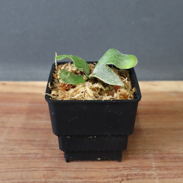 ビカクシダ – TaiShoDo ONLINE SHOP