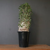 F.コルムナリス EC1681