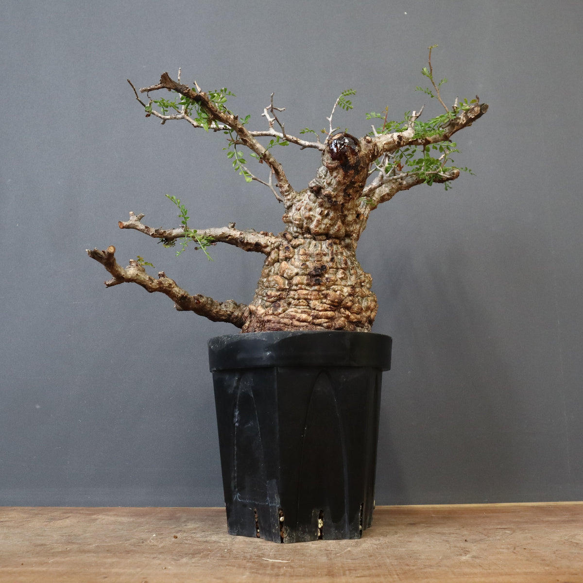 オペルクリカリア・パキプス – TaiShoDo ONLINE SHOP