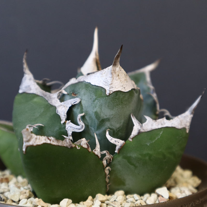 八八工廠】アガベ SAD EC962 – TaiShoDo ONLINE SHOP