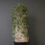 F.コルムナリス EC1681