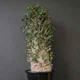 F.コルムナリス EC1681