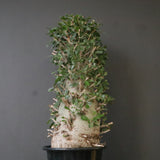 F.コルムナリス EC1681