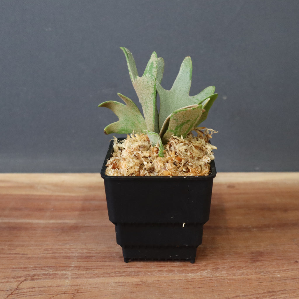 P.ウィリンキー omg 1 – TaiShoDo ONLINE SHOP