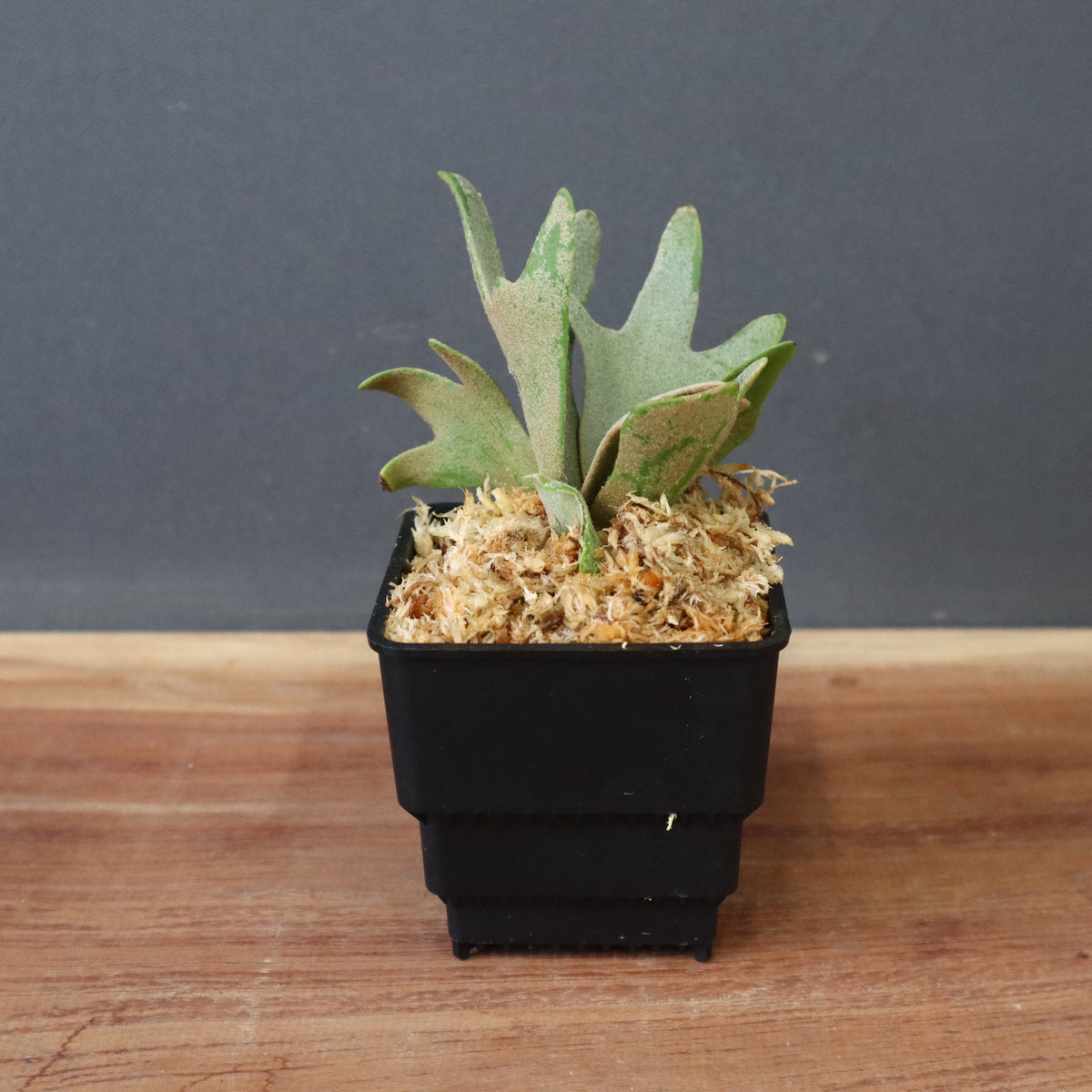 【すー品】ビカクシダアソート Select!! | artPLANTs （アートプランツ）