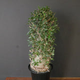 F.コルムナリス EC1681