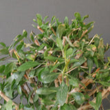 F.コルムナリス EC1681