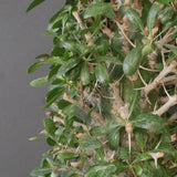 F.コルムナリス EC1681