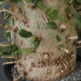 F.コルムナリス EC1681