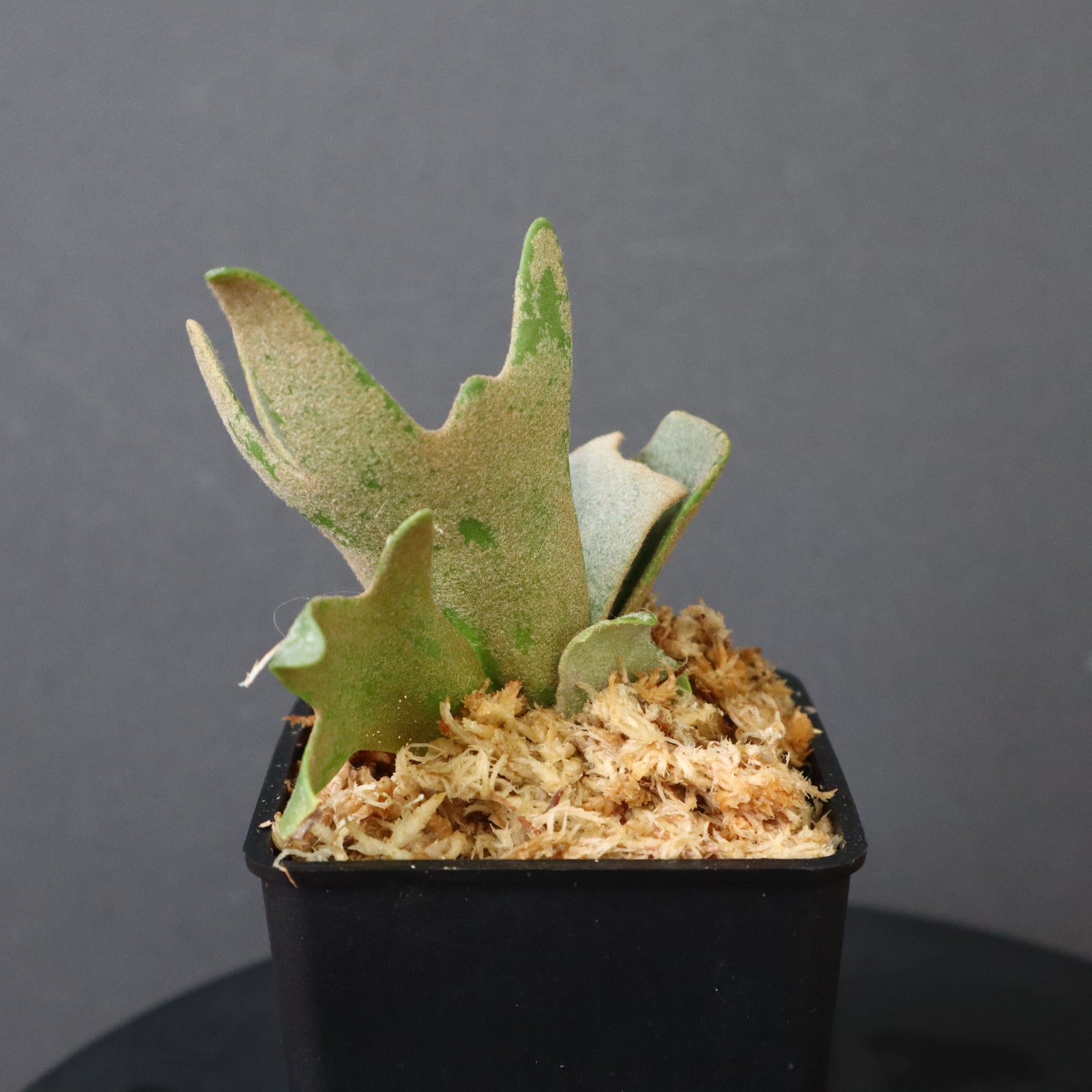 雪*花様 ウィリンキー　OMG 過成長 雪*花様 ウィリンキー OMG 過成長 - メルカリ