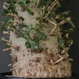 F.コルムナリス EC1681