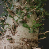 F.コルムナリス EC1681