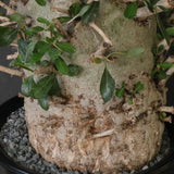 F.コルムナリス EC1681