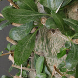 F.コルムナリス EC1681