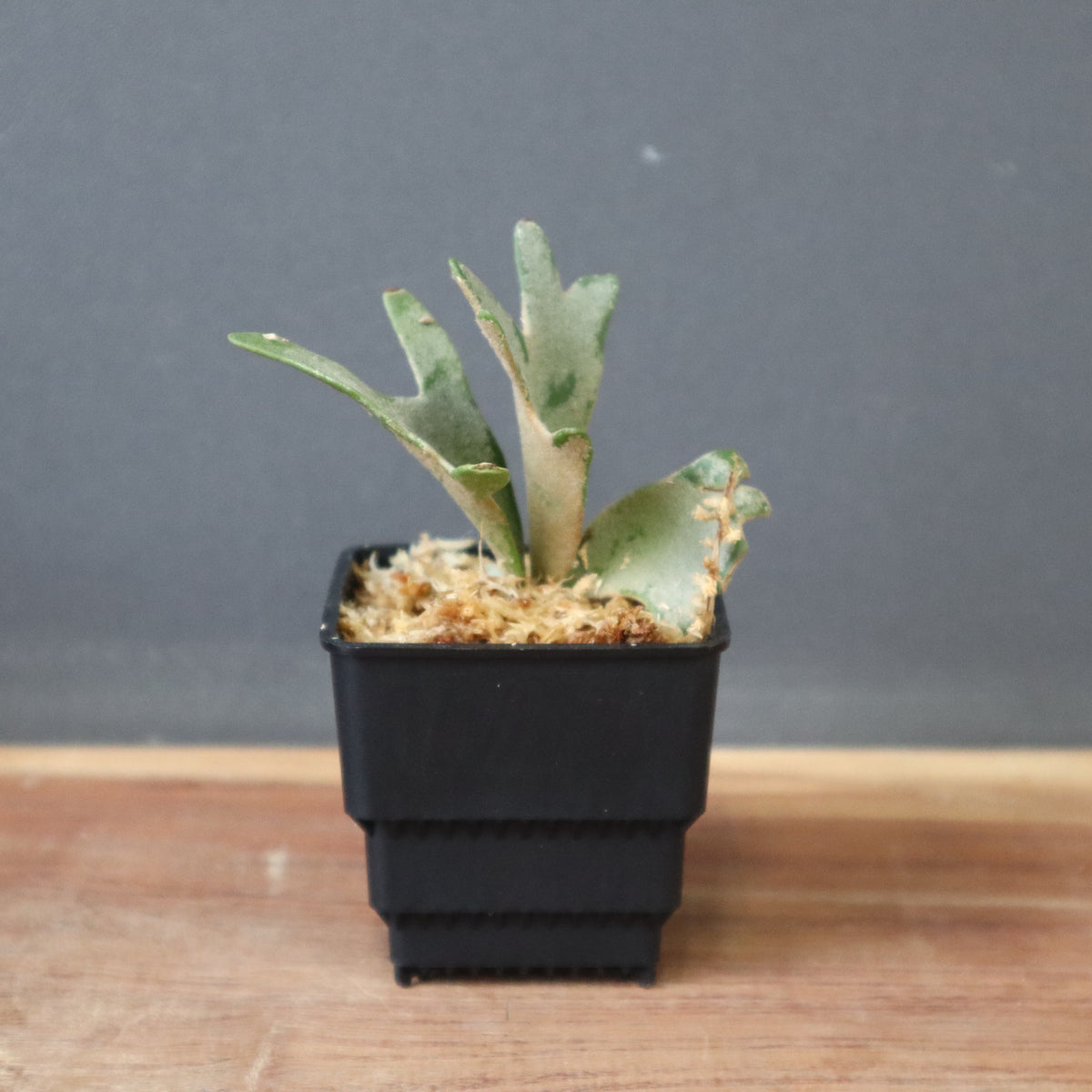 ビカクシダ – 2ページ目 – TaiShoDo ONLINE SHOP