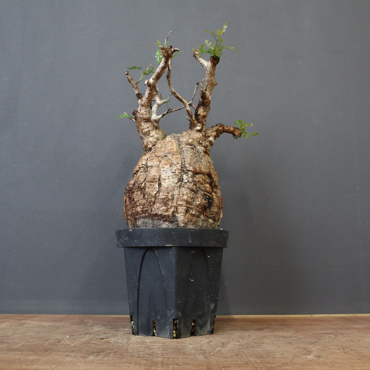 オペルクリカリア・パキプス – 2ページ目 – TaiShoDo ONLINE SHOP