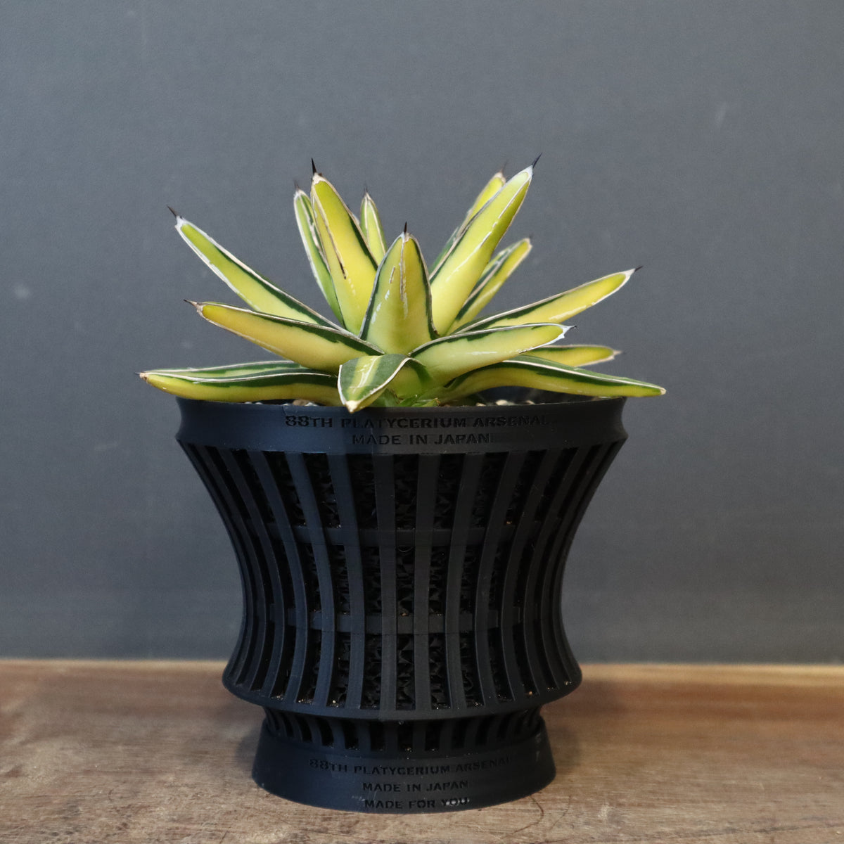 アガベ – TaiShoDo ONLINE SHOP