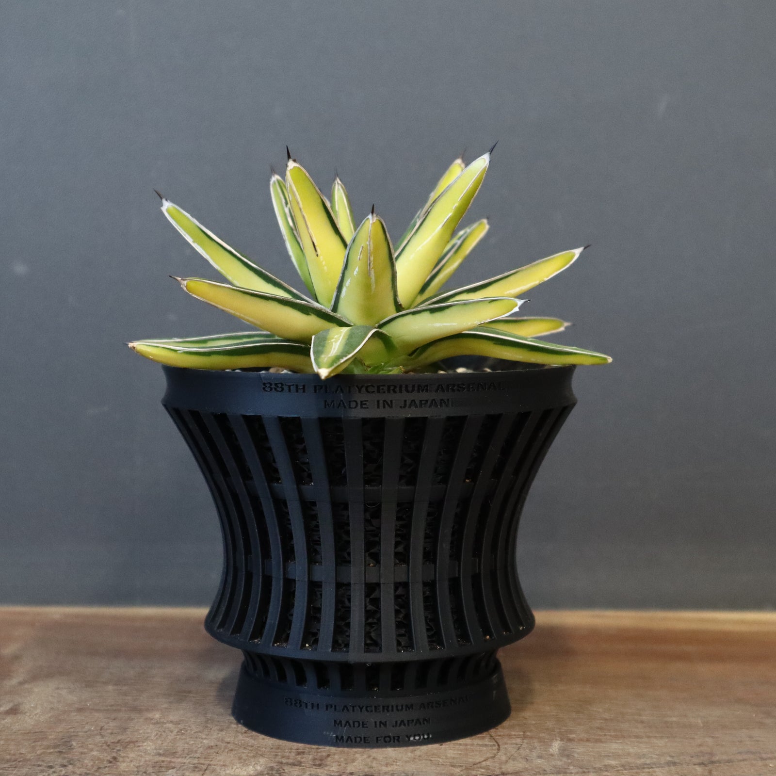 八八工廠】アガベ 笹の雪 黄中斑 EC963 – TaiShoDo ONLINE SHOP