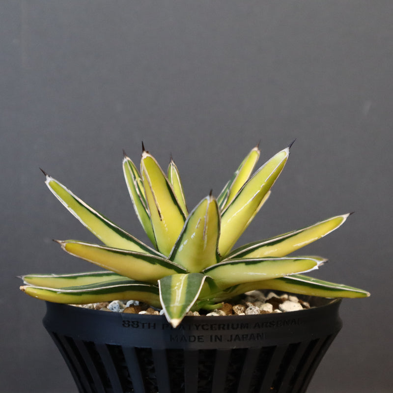 八八工廠】アガベ 笹の雪 黄中斑 EC963 – TaiShoDo ONLINE SHOP