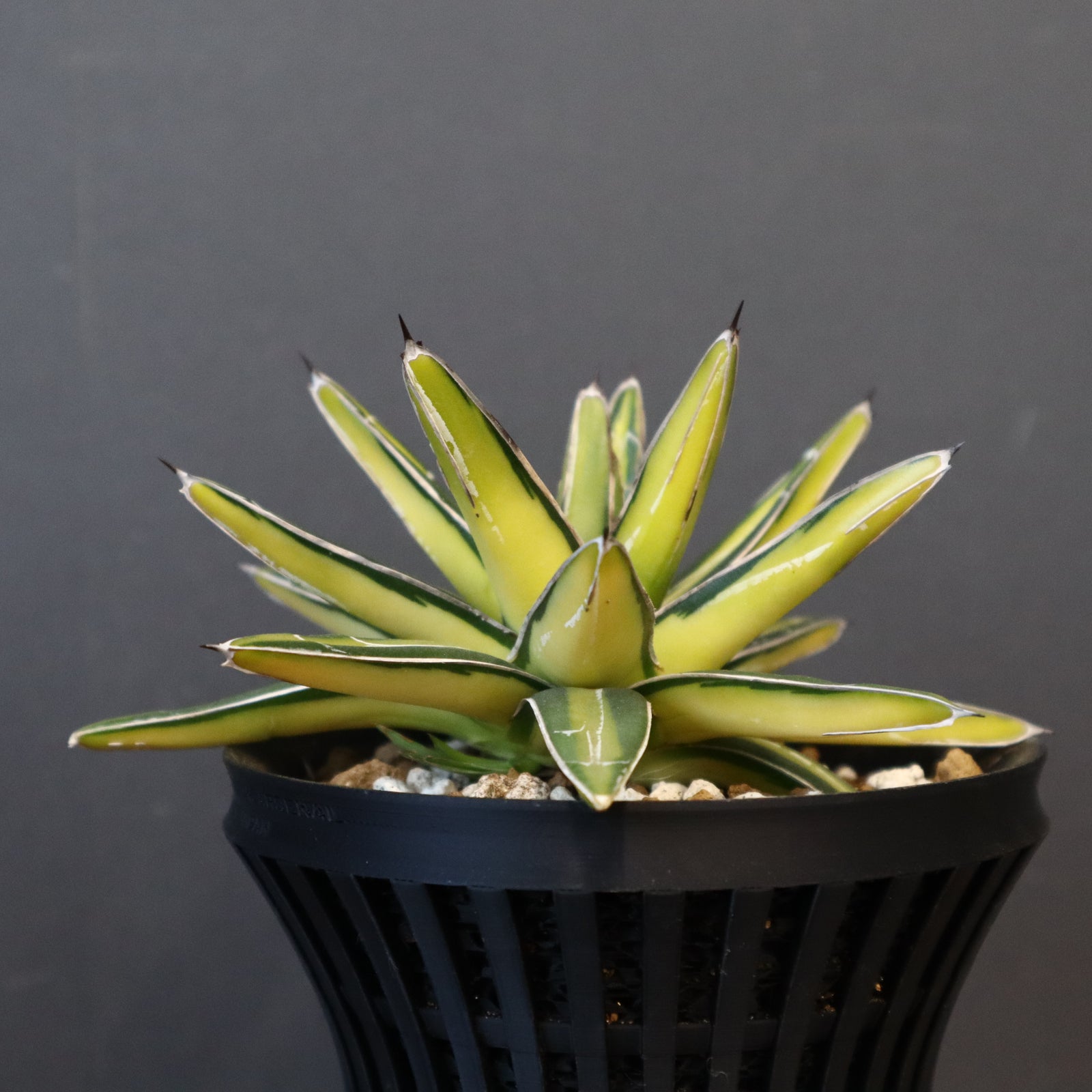 八八工廠】アガベ 笹の雪 黄中斑 EC963 – TaiShoDo ONLINE SHOP