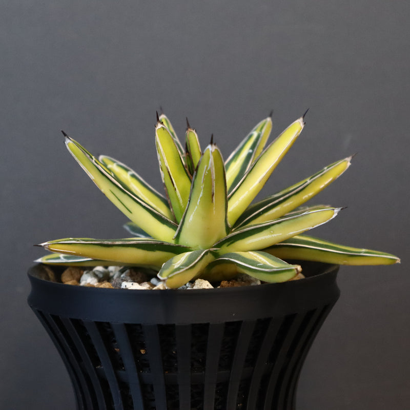 八八工廠】アガベ 笹の雪 黄中斑 EC963 – TaiShoDo ONLINE SHOP